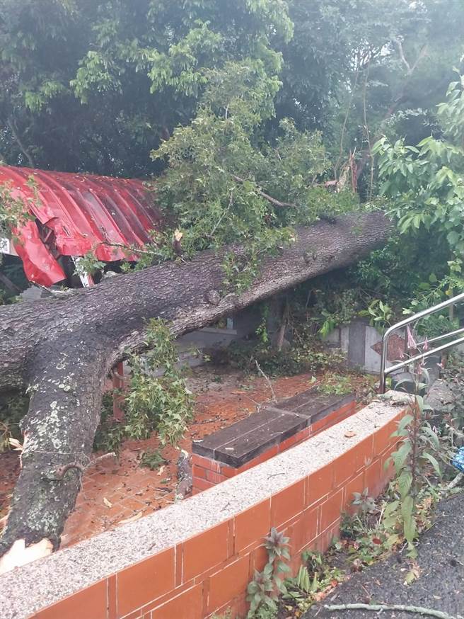 小犬颱风来袭，造成苑里镇石镇里2邻苗50号乡道旁土地公庙，庙后方一棵百年老枫树因不堪强风吹袭倾倒。（读者提供／谢明俊苗栗传真）