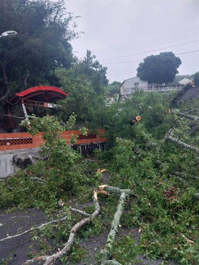 小犬颱风来袭，造成苑里镇石镇里2邻苗50号乡道旁土地公庙，庙后方一棵百年老枫树因不堪强风吹袭倾倒，倒伏树干占据路面。（读者提供／谢明俊苗栗传真）