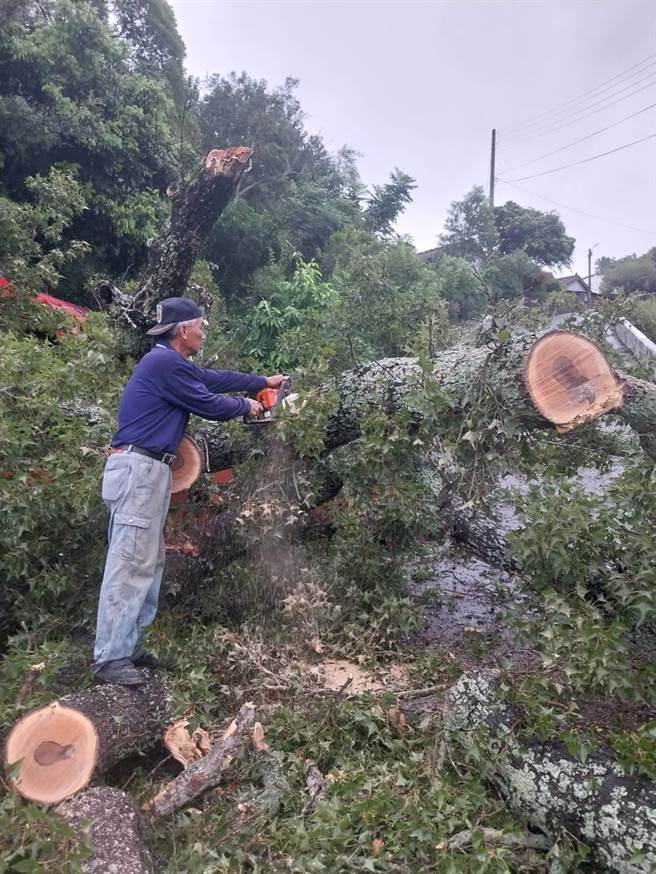 小犬颱风来袭，造成苑里镇石镇里2邻苗50号乡道旁土地公庙，庙后方一棵百年老枫树因不堪强风吹袭倾倒，当地民眾赶往清理。（读者提供／谢明俊苗栗传真）