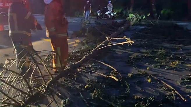 強風造成成功村往大城北方向路樹倒塌傷人，澎湖縣政府消防局派員前往清理。（澎湖縣政府消防局提供／許逸民澎湖傳真）