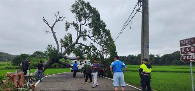 「苗栗金城武樹」不敵風勢，應聲倒下。（警方提供／李京昇苗栗傳真）