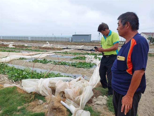 小犬颱风挟带强劲风势，台南北门锦湖里有30多公顷的洋香瓜田遭殃，上头搭建的棚架被吹垮，农民心血全泡汤。（张毓翎摄）