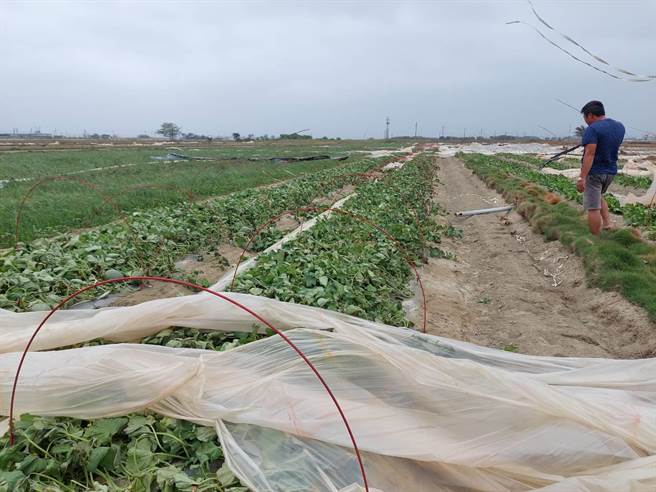 北门区公所已通报台南市农业局儘速勘灾，协助农民早日復耕。（张毓翎摄）