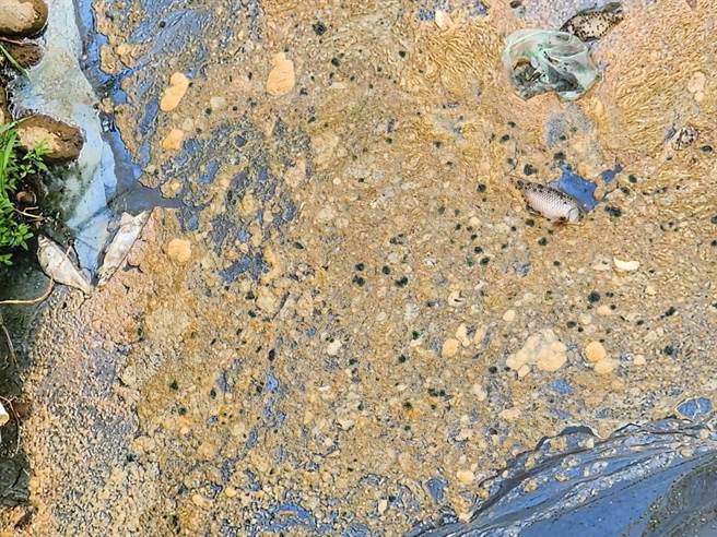 三峡长福桥下的三峡河被投诉有不明浮渣，导致鱼群枉死，新北市环保局稽查后发现浮渣泡沫沫并无急毒性反应；鱼尸研判是受到溶氧偏低影响所致。（民眾提供）