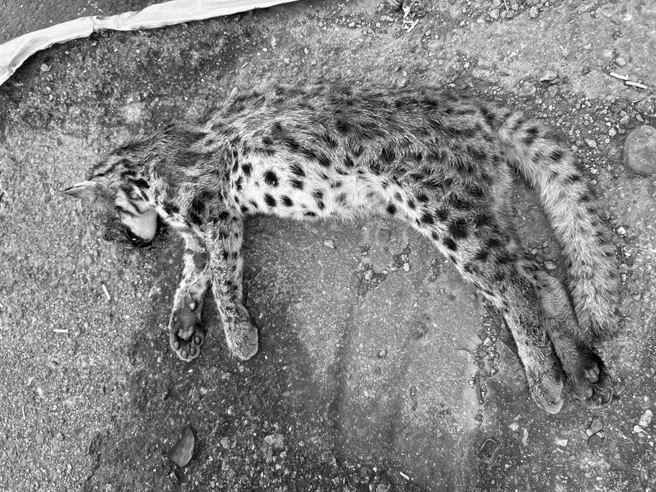 南投縣草屯鎮、新豐路首度通報石虎遭路殺，農業處人員將石虎遺體送往集集石虎保育團隊，該公石虎體重3331.5公克。（南投縣府農業處提供／楊靜茹南投傳真）