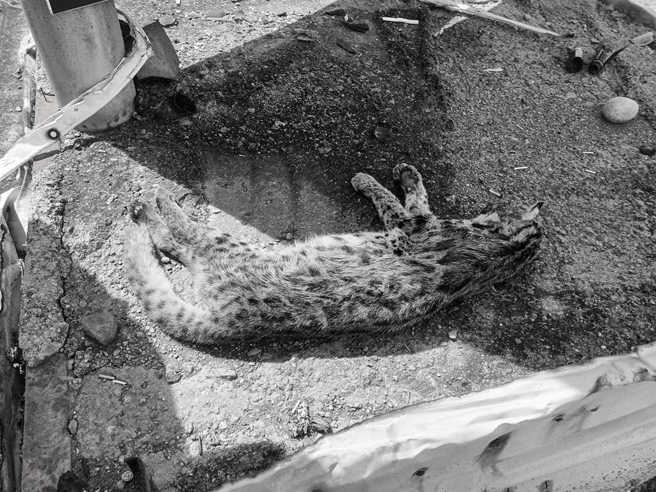 草屯鎮民在新豐路1家汽車修配廠附近赫見1隻遭路殺「大貓」，拍照上網問網友確定是石虎。（民眾提供／楊靜茹南投傳真）