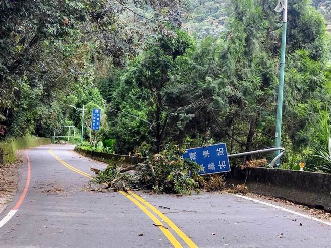 台21甲線往伊達邵方向有樹不敵強風傾倒，壓毀日月潭纜車站標誌路牌，公路總局與台電人員費時半小時排除。（埔里工務段提供／楊靜茹南投傳真）