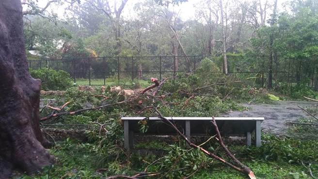 小犬颱风为恒春半岛带来强劲风势及雨量，林业保育署屏东分署所辖管的垦丁国家森林游乐区有不少的倒树及断枝。（林业保育署屏东分署提供／林雅惠传真）