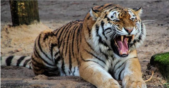 大馬一名男子被老虎咬死，村民發現屍體時，驚見頭部、身體布滿爪痕，左腿疑似遭吞食。（圖／Pixabay）