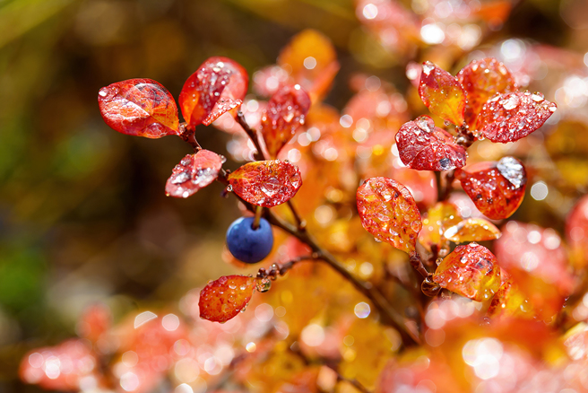 周日是24节气的寒露，小孟老师列出12星座、生肖要留意的禁忌。（示意图／Shutterstock）