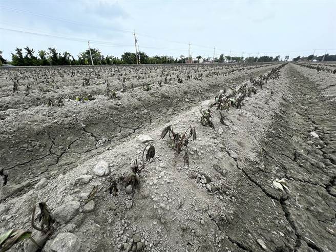 小犬颱风狂吹下，云林县水林乡的地瓜也一片焦黑。（周丽兰摄）