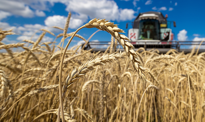 联合国粮农组织（FAO）6日公布，9月全球粮价指数持稳无明显涨跌。（示意图／shutterstock）