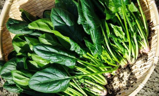菠菜营养丰富，但草酸含量相当高。(示意图 / Shutterstock )