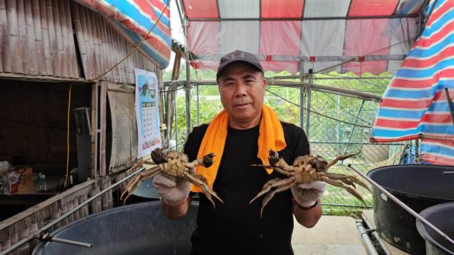 苗栗县头屋乡五圣大闸蟹养殖场养出肥美的大公蟹。（谢明俊摄）