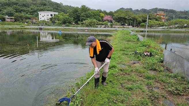 苗栗县头屋乡五圣大闸蟹养殖场採取「绿色生态」、「疏养」养殖模式养出肥美大闸蟹。（谢明俊摄）