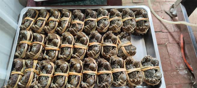 苗栗县大闸蟹从国庆连假开始上市。（谢明俊摄）