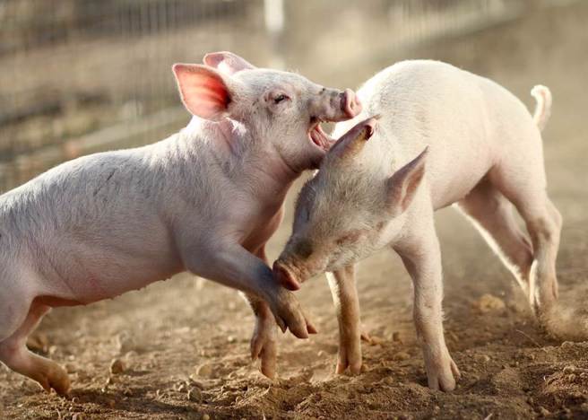 豬隻示意圖。(示意圖／達志影像)