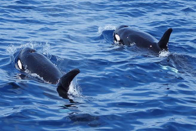 黑潮海洋文化基金会致力海洋保育长达20多年，透过解说员们在1年4季花莲海域的赏鲸航程中，累计记录上万笔鲸豚种类、出没时空等资讯；图为虎鲸，胡洁曦摄影。（黑潮海洋文化基金会提供／罗亦晽花莲传真）