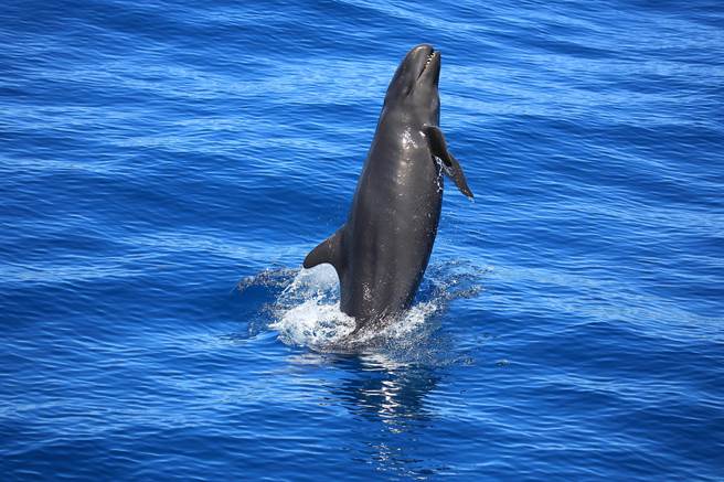 黑潮海洋文化基金会致力海洋保育长达20多年，透过解说员们在1年4季花莲海域的赏鲸航程中，累计记录上万笔鲸豚种类、出没时空等资讯；图为偽虎鲸，江文龙摄影。（黑潮海洋文化基金会提供／罗亦晽花莲传真）