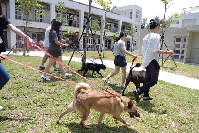 桃園青年局近年與動保處跨局處合作，向在地青年推廣動保議題，透過實際行動感受動保生命教育。（動保處提供／蔡明亘桃園傳真）