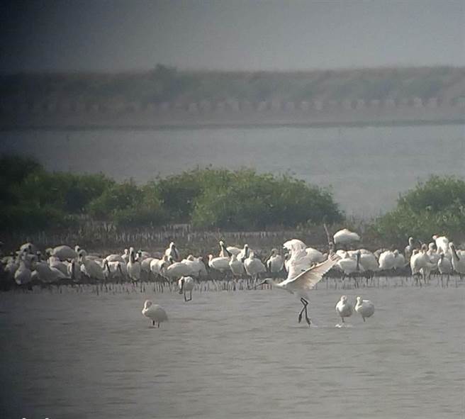 去年台南停栖度冬黑琵数量达2158只，多于黑面琵鹭保护区、七股顶山赏鸟亭及学甲双春溼地等区域停栖。（杨秀琴提供／张毓翎台南传真）