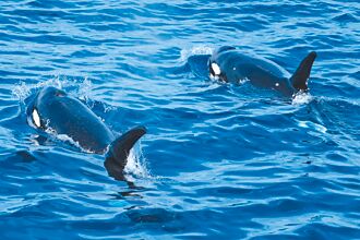 黑潮基金會公開鯨豚目擊資料庫