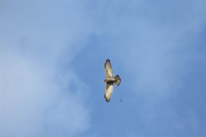 国庆日前后报到的灰面鵟鹰，已陆续抵达田寮洋地区来补给营养。（新北市农业局提供／蔡亚桦新北传真）