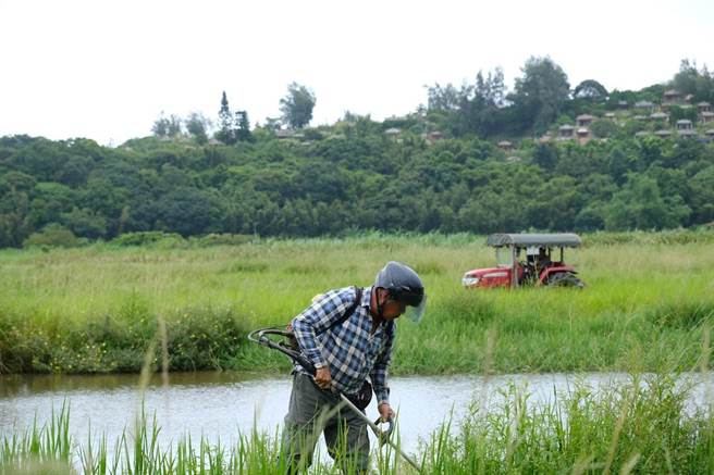 当地农民也已提早将收割后的水稻田翻田蓄水，营造湛水泥滩地，迎接10月开始的水田候鸟季。（新北市农业局提供／蔡亚桦新北传真）