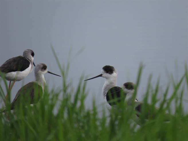 贡寮田寮洋地理位置是候鸟迁移路线重要的中继站，田寮洋纪录到的鸟种数已高达355种，图为高跷鸻。(人禾基金会提供／蔡亚桦新北传真）