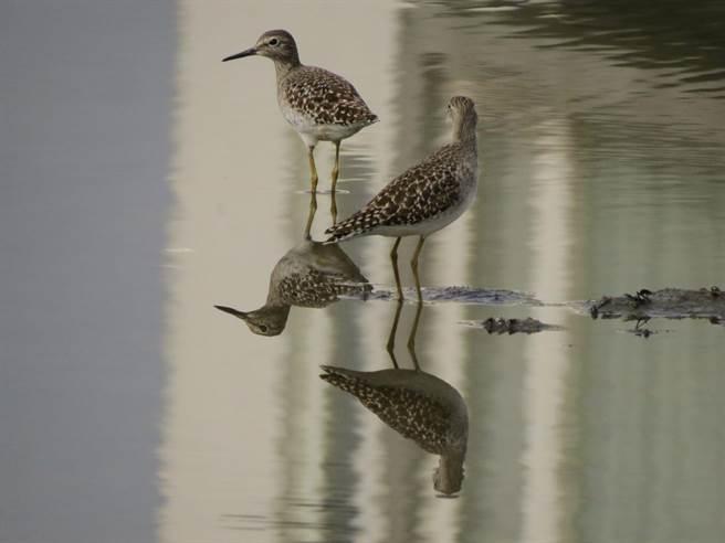 贡寮田寮洋地理位置是候鸟迁移路线重要的中继站，田寮洋纪录到的鸟种数已高达355种，图为鹰斑鹬。（人禾基金会提供／蔡亚桦新北传真）