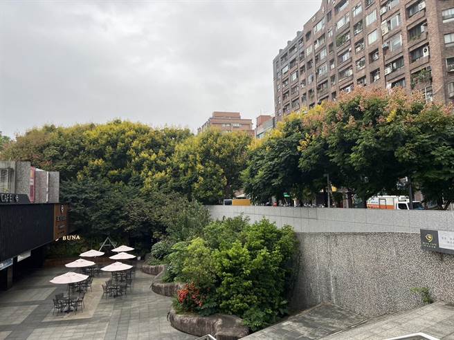 中和四號公園內隨處可見欒樹，因隨四季變化出鮮綠、翠綠、金黃、紅褐四種繽紛色彩，因此欒樹又有四色樹之稱。（新北市景觀處提供）