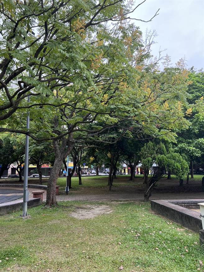 新北市中和區境內的八二三公園別名「四號公園」，園內種有多株臺灣欒樹。（新北市景觀處提供）