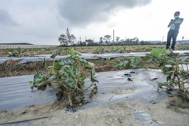 小犬颱风有风无雨，嘉义沿海盐尘害严重，类似焚风现象也造成农作物受损严重。（蔡易余办公室提供∕吕妍庭嘉义传真）