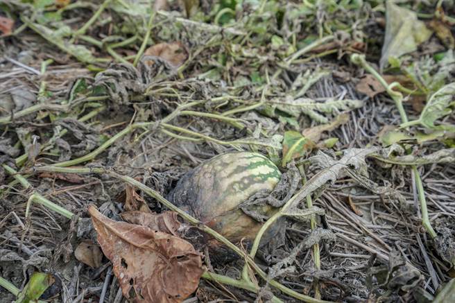 小犬颱风有风无雨，嘉义沿海盐尘害严重，类似焚风现象也造成农作物受损严重。（蔡易余办公室提供∕吕妍庭嘉义传真）