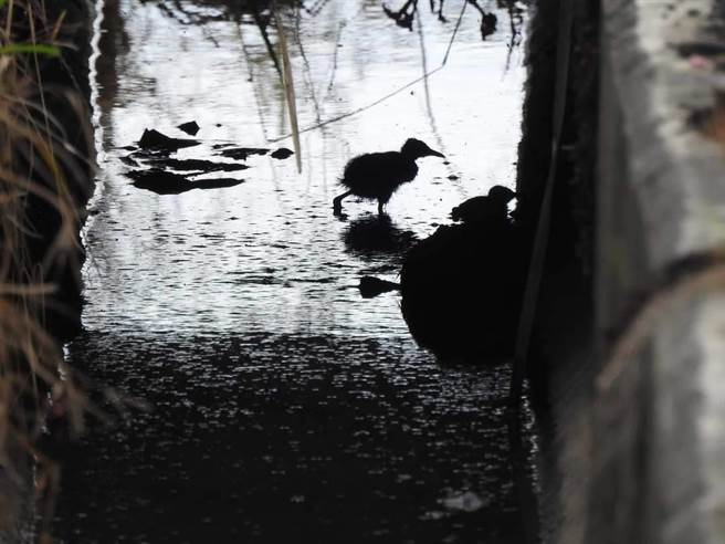 农田水圳的U字型「三面光」设计，鸟儿坠落后爬不上来，若没被发现，只能在底下等死。（官田水雉生态教育园区提供／张毓翎台南传真）