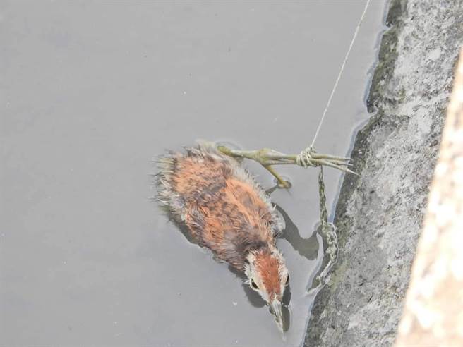 掉下水圳的雏鸟，又被线缠住，幸好官田水雉生态教育园区的巡守员及时发现。（官田水雉生态教育园区提供／张毓翎台南传真）