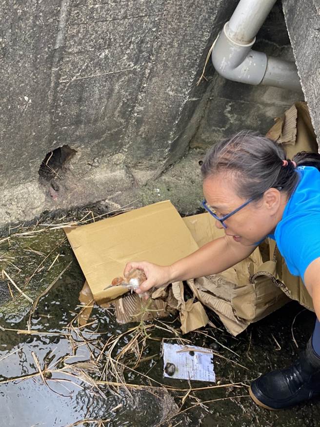 官田水雉生态教育园区主任李文珍说，有的水圳很深，救援时也是「心惊惊」，但最怕的还是没救到鸟仔。（吕志怡提供／张毓翎台南传真）