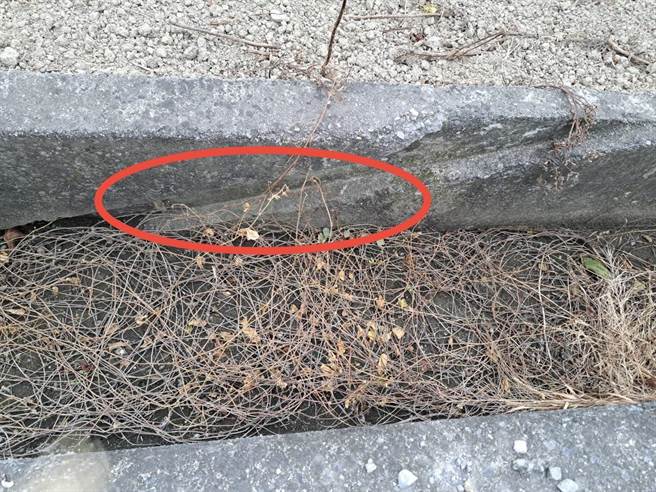 少数水圳有斜坡设计（红圈处），但实际测量宽度仅5公分，助益不大。（官田水雉生态教育园区提供／张毓翎台南传真）