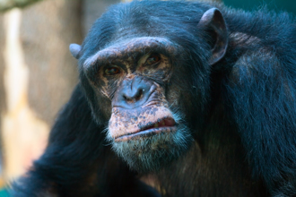 懷中女嬰突被黑猩猩搶走 灌木叢中找回已爆頭亡