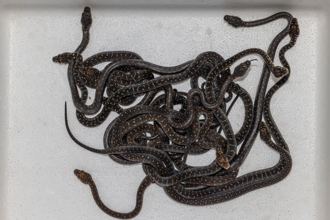 12條蟒蛇纏成一團 集體求偶畫面太詭異