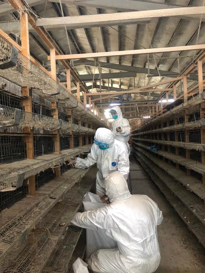 嘉義縣溪口鄉一處鵪鶉場染禽流感，全場5萬多隻鵪鶉全撲殺、銷毀。（嘉義縣家畜疾病防治所提供／呂妍庭嘉義傳真）