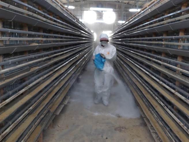 嘉義縣家畜疾病防治所合計撲殺、銷毀5萬230隻鵪鶉，並完成全場消毒工作。（嘉義縣家畜疾病防治所提供／呂妍庭嘉義傳真）