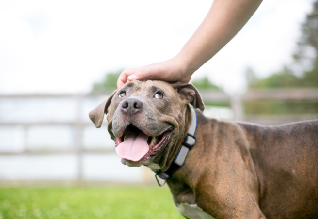 驚傳家養比特犬咬傷流浪犬，高雄市動保處開罰。（示意圖／Shutterstock）
