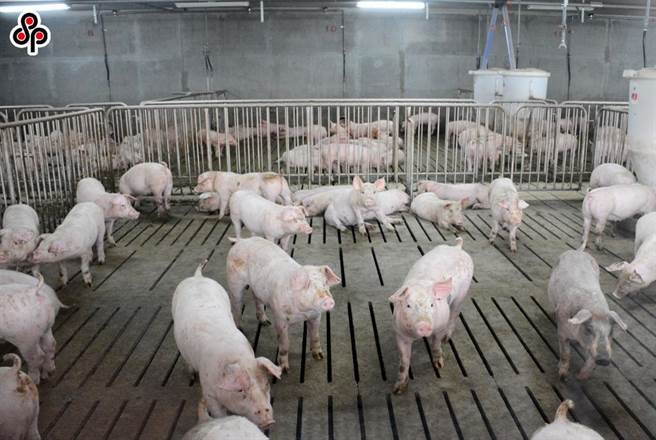 为让国内养猪产业升级，以及因应国内减养和稳定国内猪价，农业部责成中央畜产会实施猪肉进口奖励措施，5到9月以每公斤6元补助进口业者採购等，目标奖励数量5万公吨，然而奖励进口截至10月5日仅申请5186公吨，仅目标奖励数量的1成。（本报系资料照）