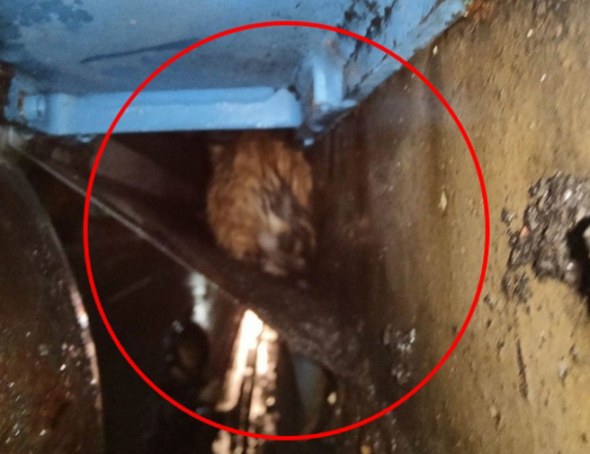 有民眾發現台62甲快速道路的隔音板縫隙裡，有小奶貓受困，深夜趕到現場，花了2個多小時才將牠救出。（讀者提供／張志康基隆傳真）