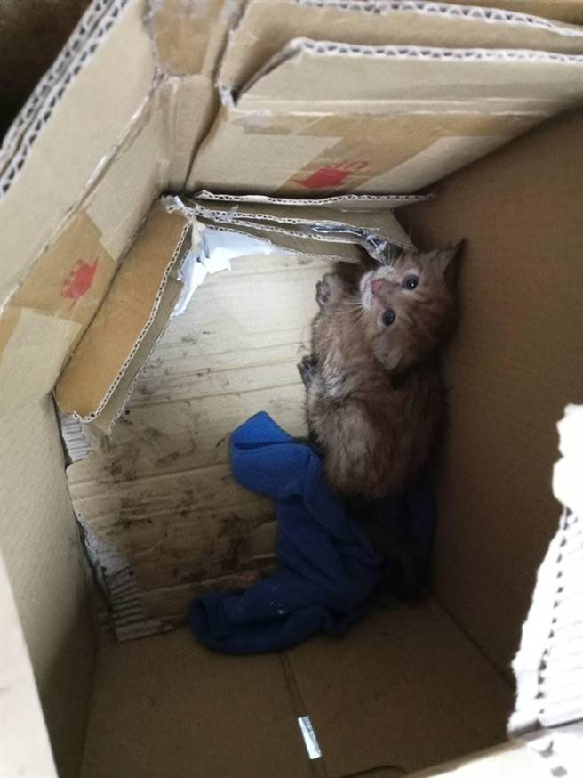 有民眾發現台62甲快速道路的隔音板縫隙裡，有小奶貓受困，深夜趕到現場，花了2個多小時才將牠救出。（讀者提供／張志康基隆傳真）