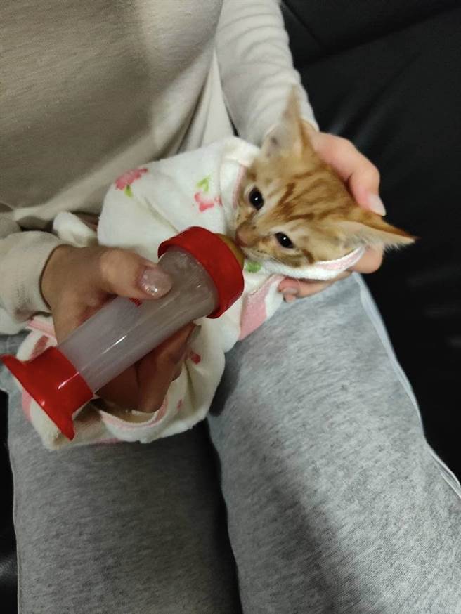 有民眾發現台62甲快速道路的隔音板縫隙裡，有小奶貓受困，深夜趕到現場，花了2個多小時才將牠救出。（讀者提供／張志康基隆傳真）