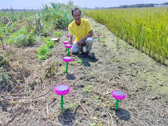 云林县土库镇水牛安养中心饲养3头水牛，以贩售自然农法的「回乡米」筹措营运经费，为避免稻作被麻雀吃掉，中心负责人林家良在稻田周边放置15台「太阳能念佛机」，11日表示驱鸟效果不错。（张朝欣摄）