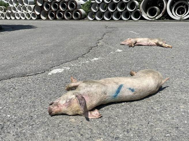 死猪尸体横躺路边。（徐裕逢提供／李京升苗栗传真）