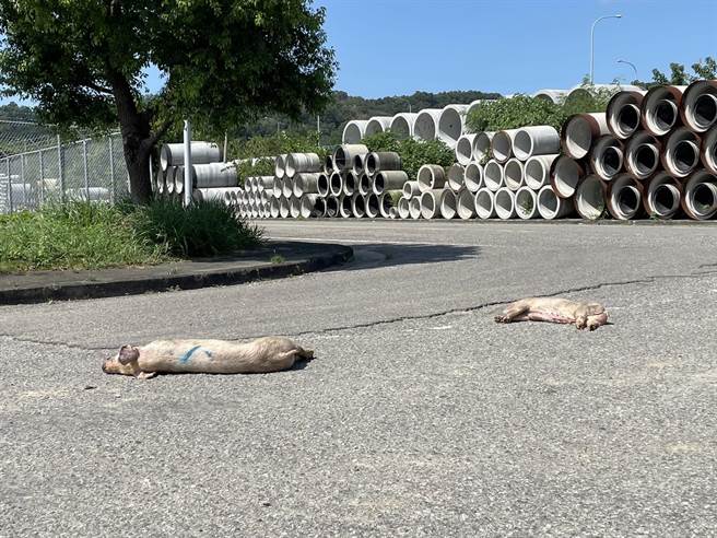 徐裕逢担心死猪造成民眾发生事故。（徐裕逢提供／李京升苗栗传真）